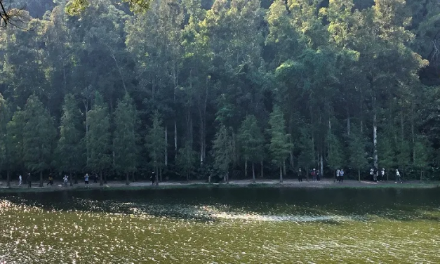 流水響水塘賞落羽松天空之鏡 零難度粉嶺行山郊遊打卡路線