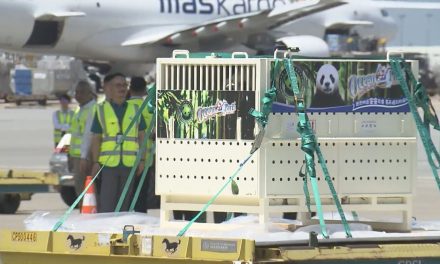 海洋公園推全新熊貓雪糕批　賀新大熊貓成員加入